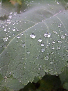 ���߂ӂ�B