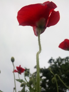 (untitled)