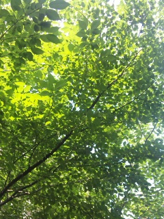�����V�C��