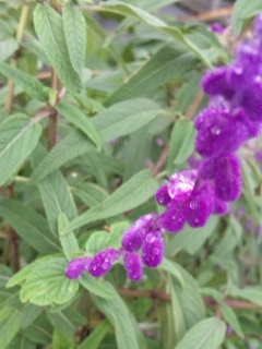 �肢�B