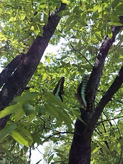 �ω����͍D������Ȃ�