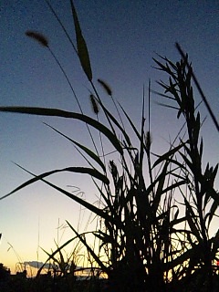 �˂�����炵