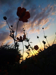 �����̈ꖇ�B