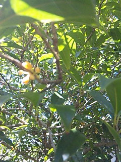 �H�̂ɂ���