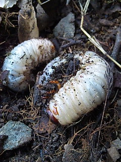 �I�I�I�I�I